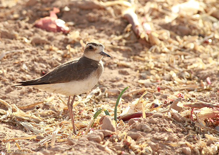 Caspian Plover Charadrius asiaticus Yotvata Arava valley,April 2013.Lior Kislev